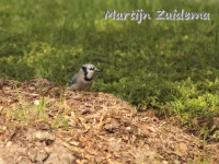 Southeastern Blue Jay [Cyanocitta cristata semplei]